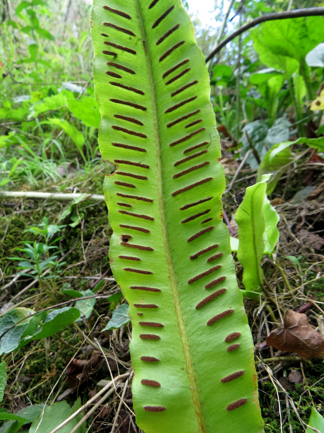 Image of Phyllitis scolopendrium specimen.