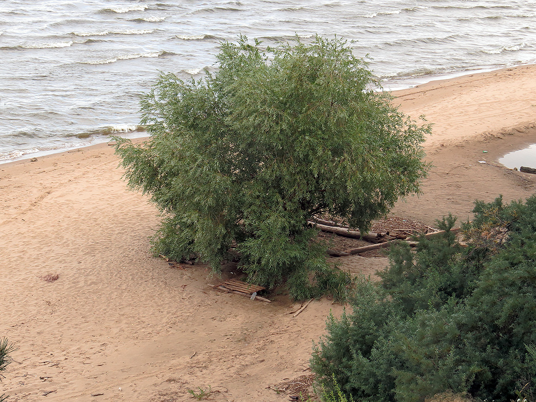 Image of genus Salix specimen.