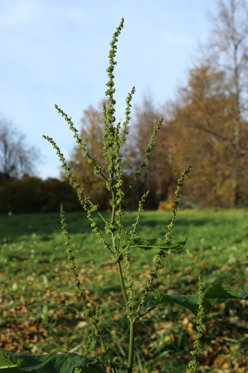 Image of Rumex sylvestris specimen.