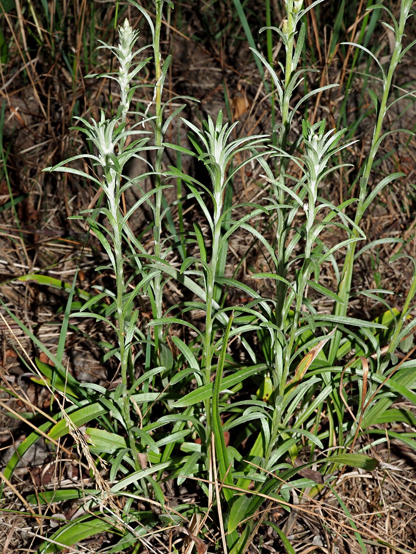 Изображение особи Omalotheca sylvatica.