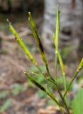 Cardamine quinquefolia