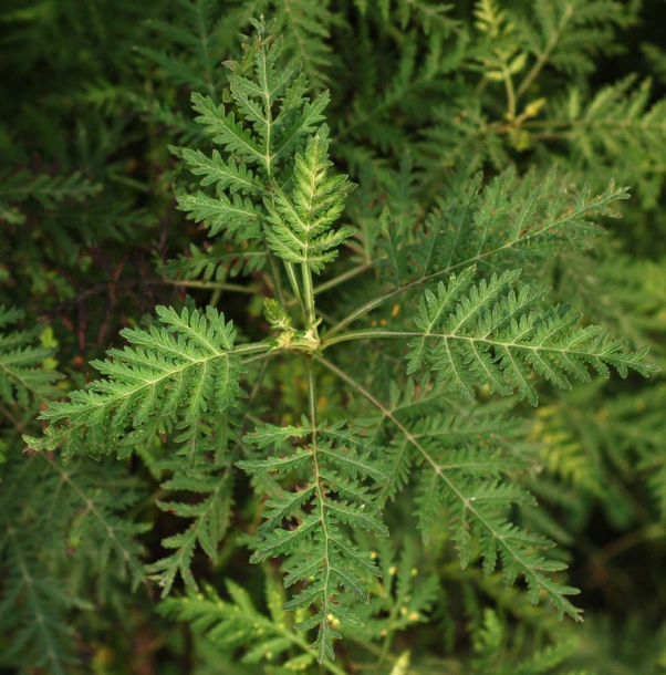 Image of Artemisia gmelinii specimen.