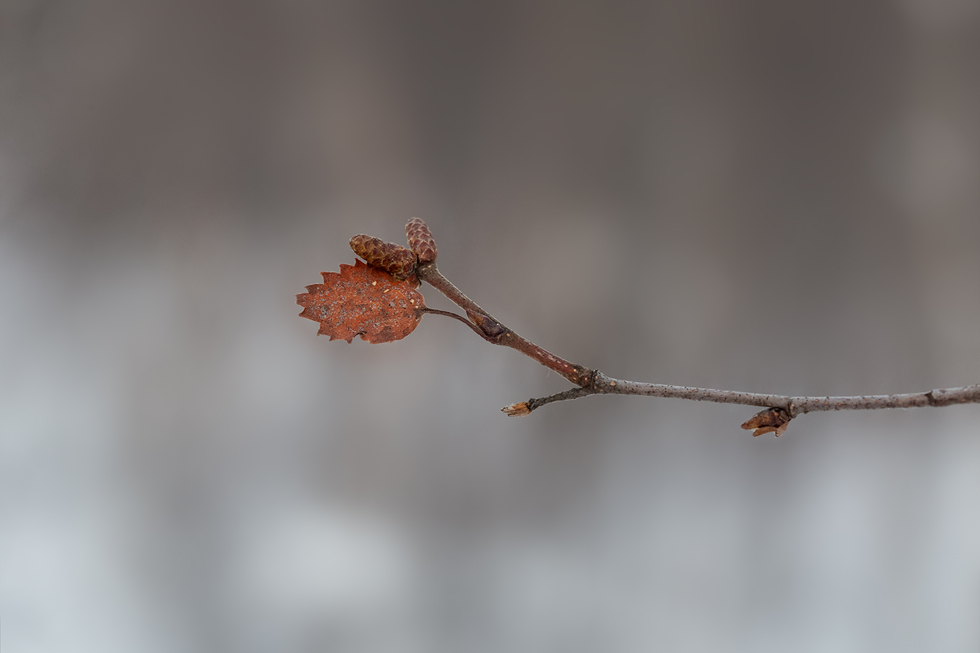 Изображение особи Betula czerepanovii.