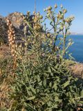 Centaurea salonitana