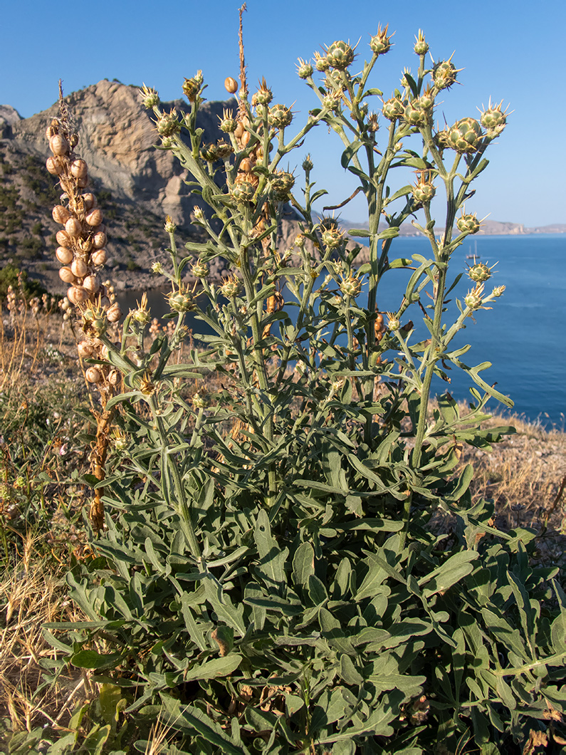Изображение особи Centaurea salonitana.