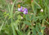 Lathyrus humilis