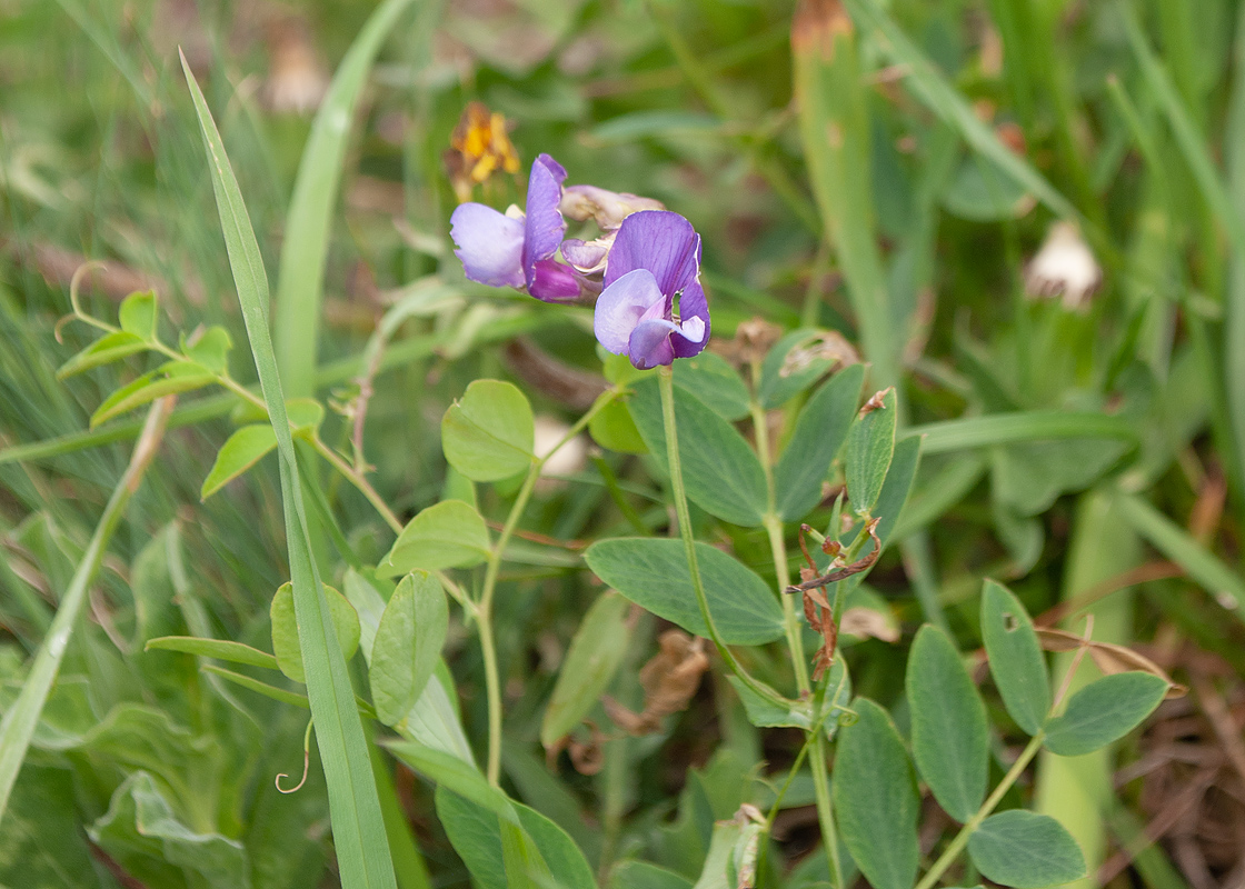 Изображение особи Lathyrus humilis.