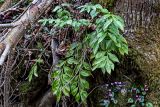 Ruscus colchicus. Вегетирующее растение с повреждёнными побегами (?) в сообществе с Cyclamen coum. Краснодарский край, Сочи, Хостинский р-н, Змейковские водопады, широколиственный лес. 11.03.2025.