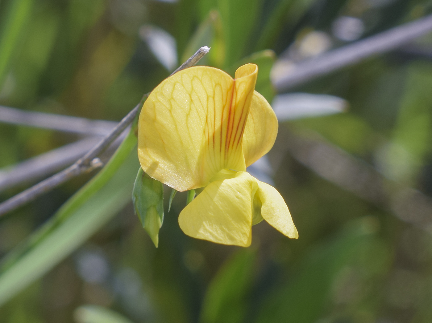 Изображение особи Lathyrus annuus.