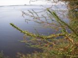 Bassia scoparia