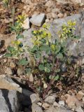 Trigonella strangulata