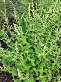 Teucrium scorodonia