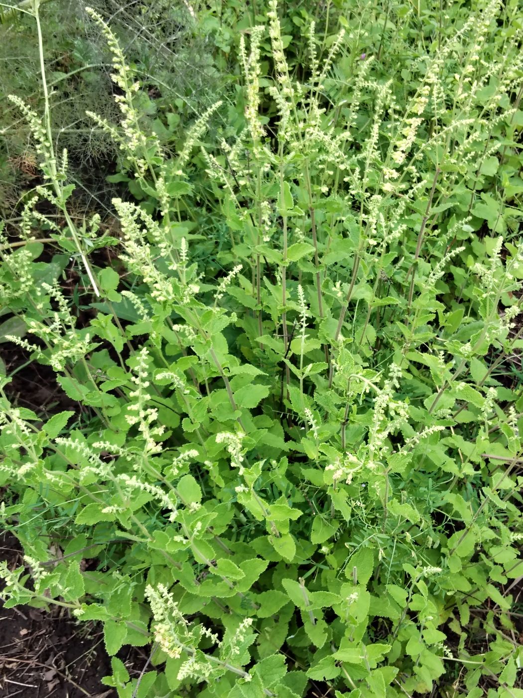 Image of Teucrium scorodonia specimen.