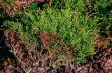 Juniperus sabina