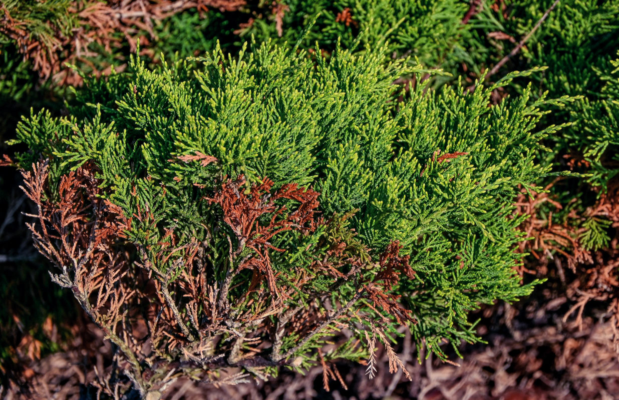 Изображение особи Juniperus sabina.