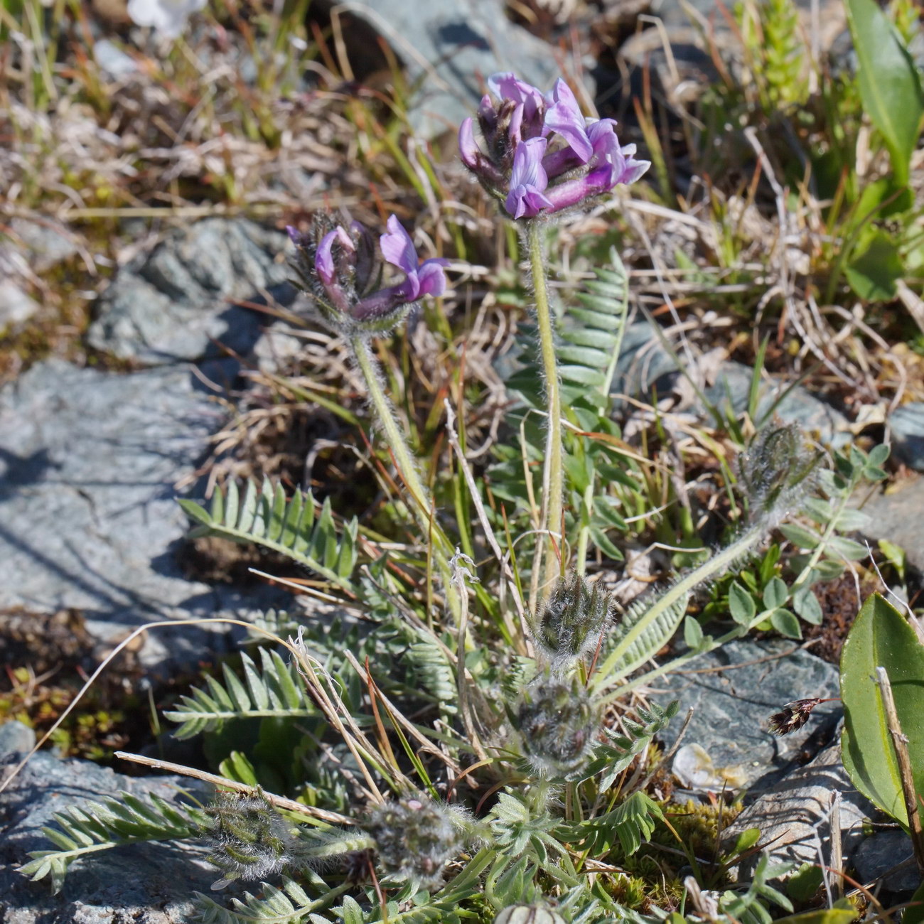Изображение особи Oxytropis kusnetzovii.
