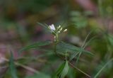 Melampyrum pratense. Верхушка цветущего растения. Ярославская обл., Мышкинский р-н, окр. дер. Борок, сосновый лес. 12 июля 2025 г.