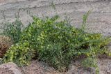 Zygophyllum xanthoxylum