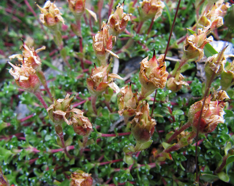 Image of Saxifraga oppositifolia specimen.