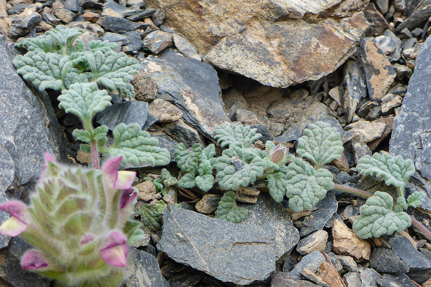 Image of Scutellaria pamirica specimen.