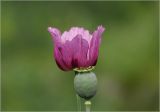 Papaver somniferum. Цветок и незрелый плод (самосев). Московская обл., Раменский р-н, окр. дер. Хрипань, садовый участок. 31.07.2025.