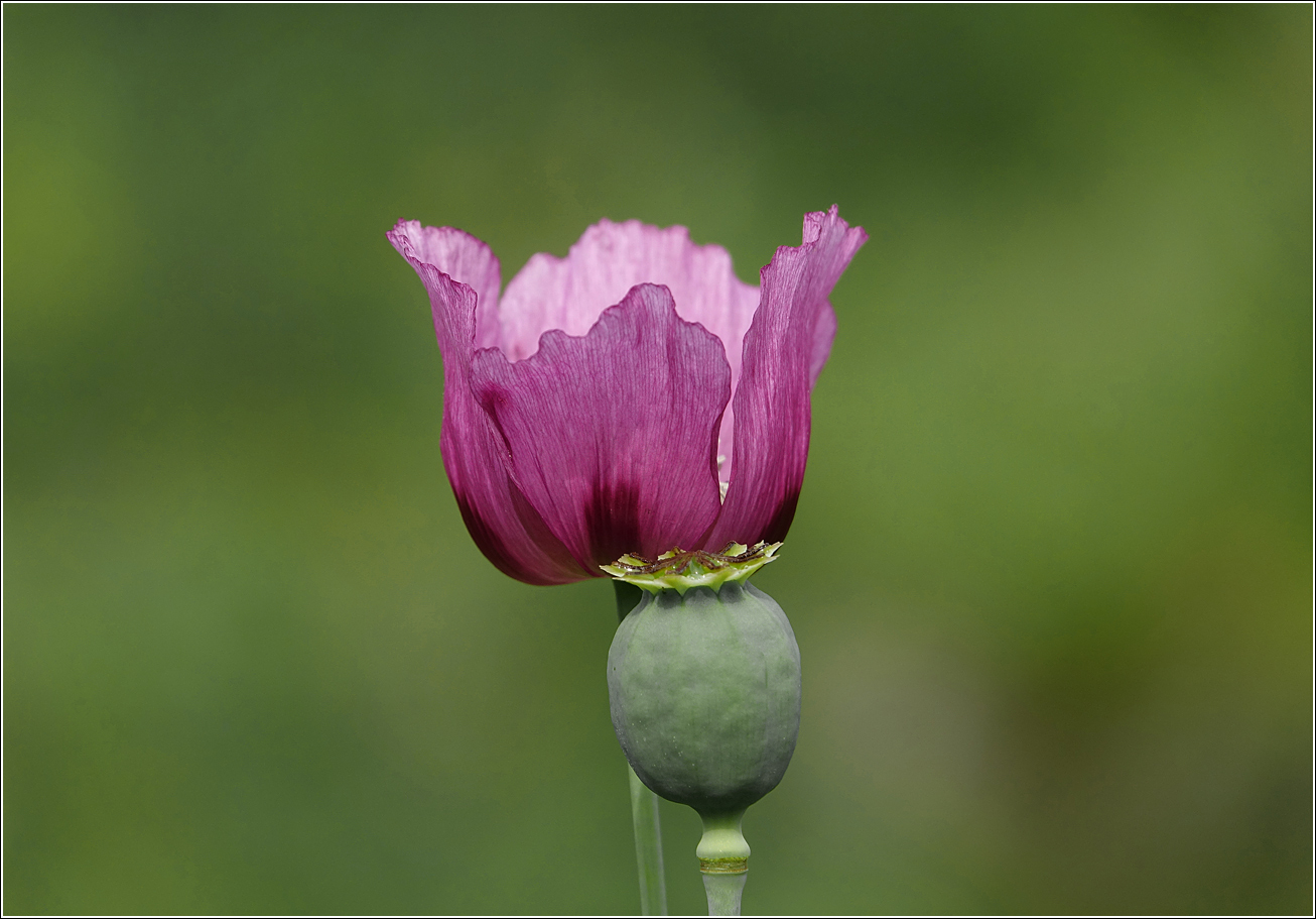 Image of Papaver somniferum specimen.