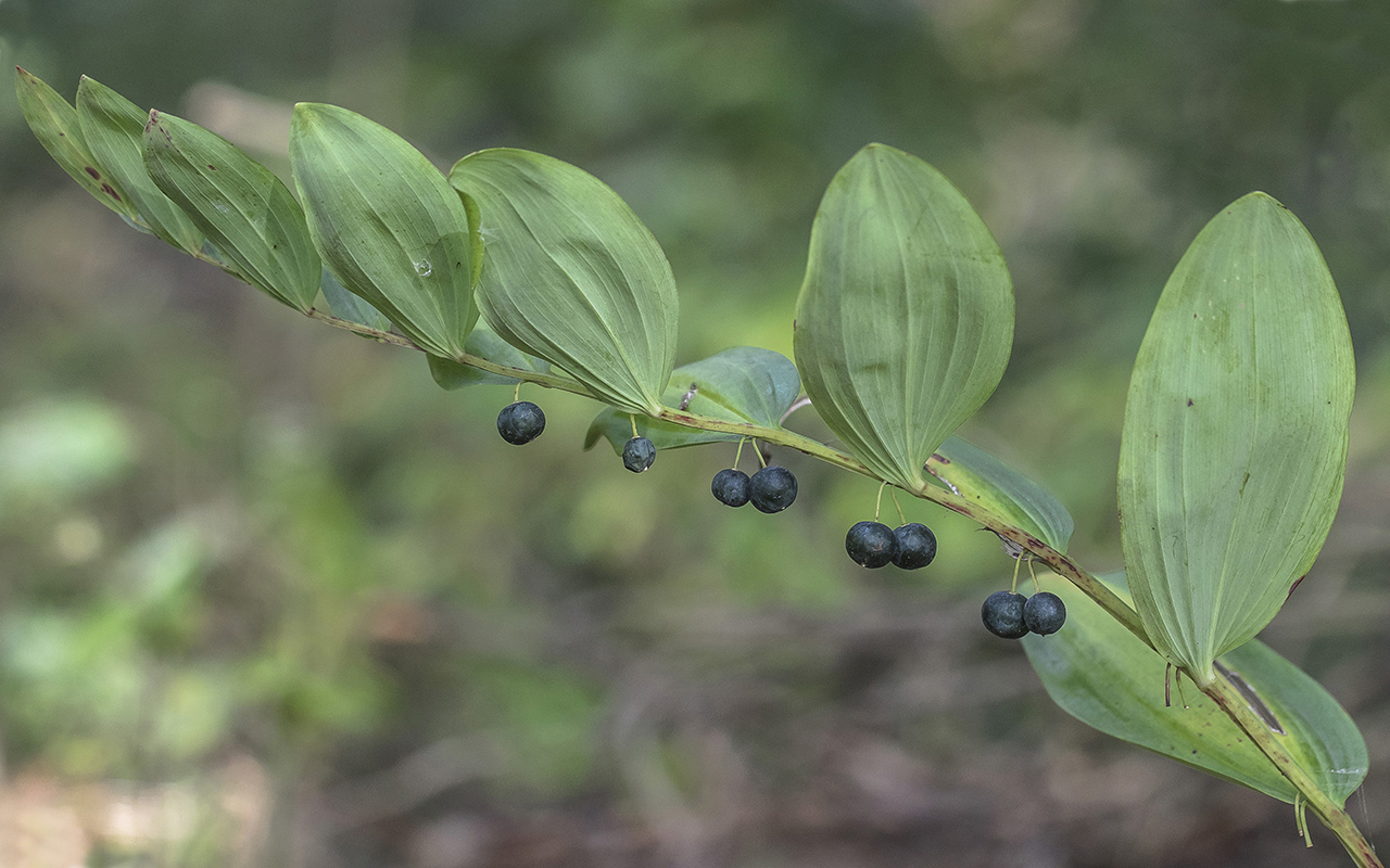 Изображение особи Polygonatum odoratum.
