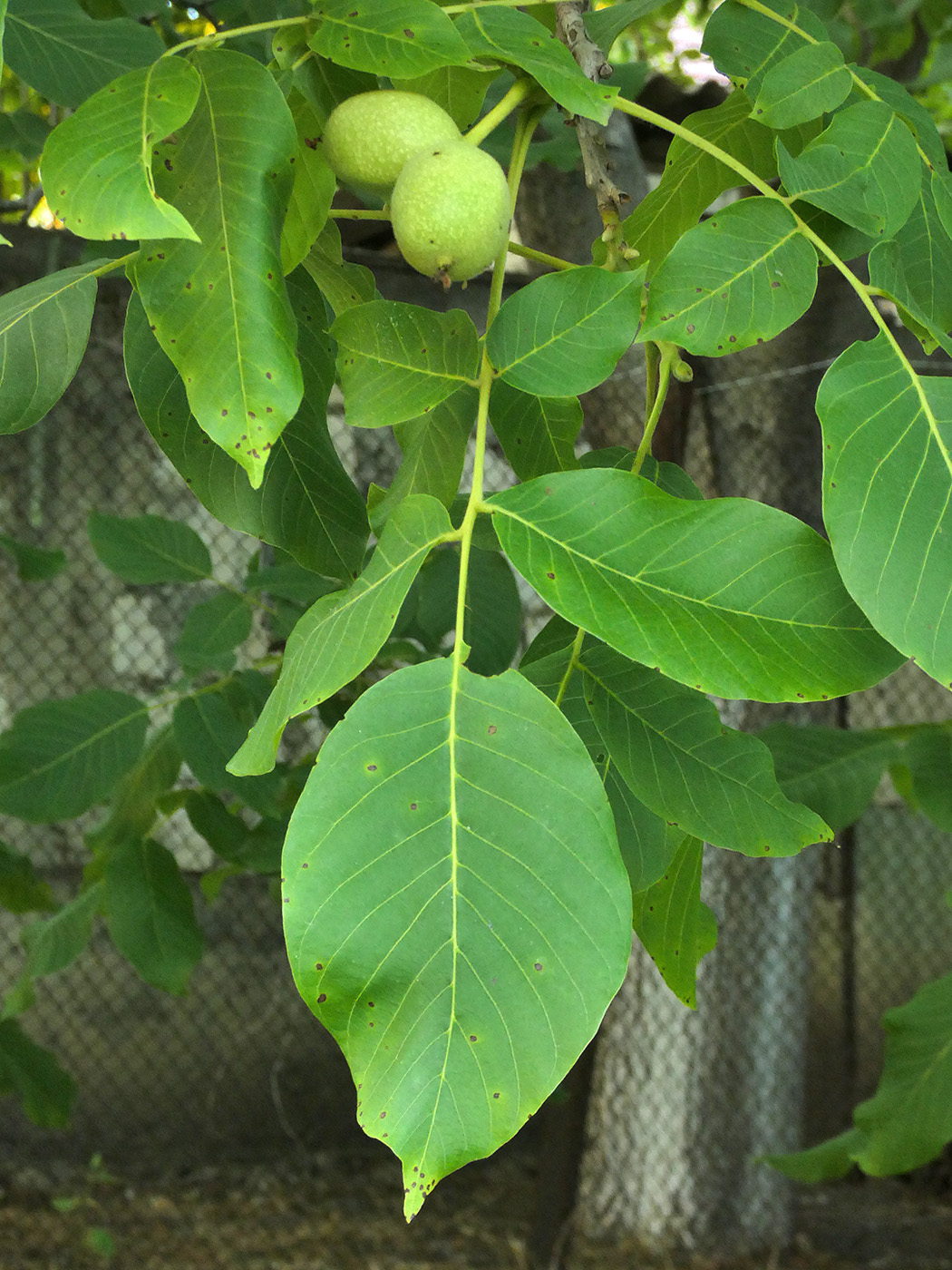 Изображение особи Juglans regia.