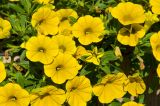 genus Calibrachoa