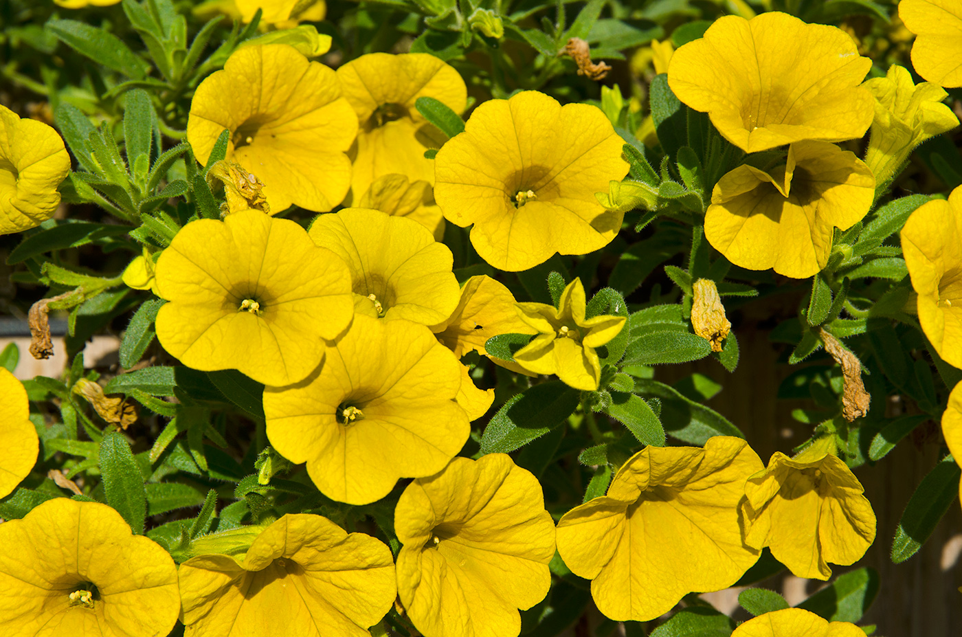 Image of genus Calibrachoa specimen.