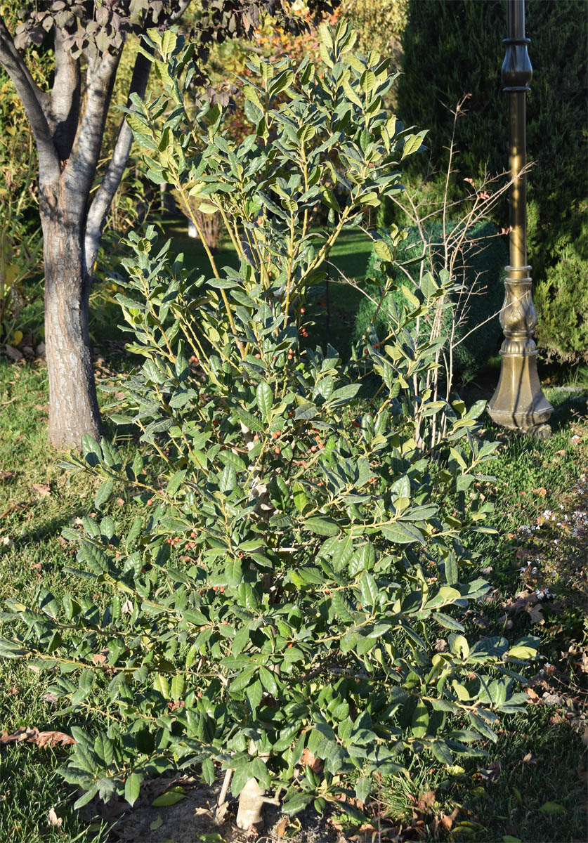 Изображение особи род Ilex.