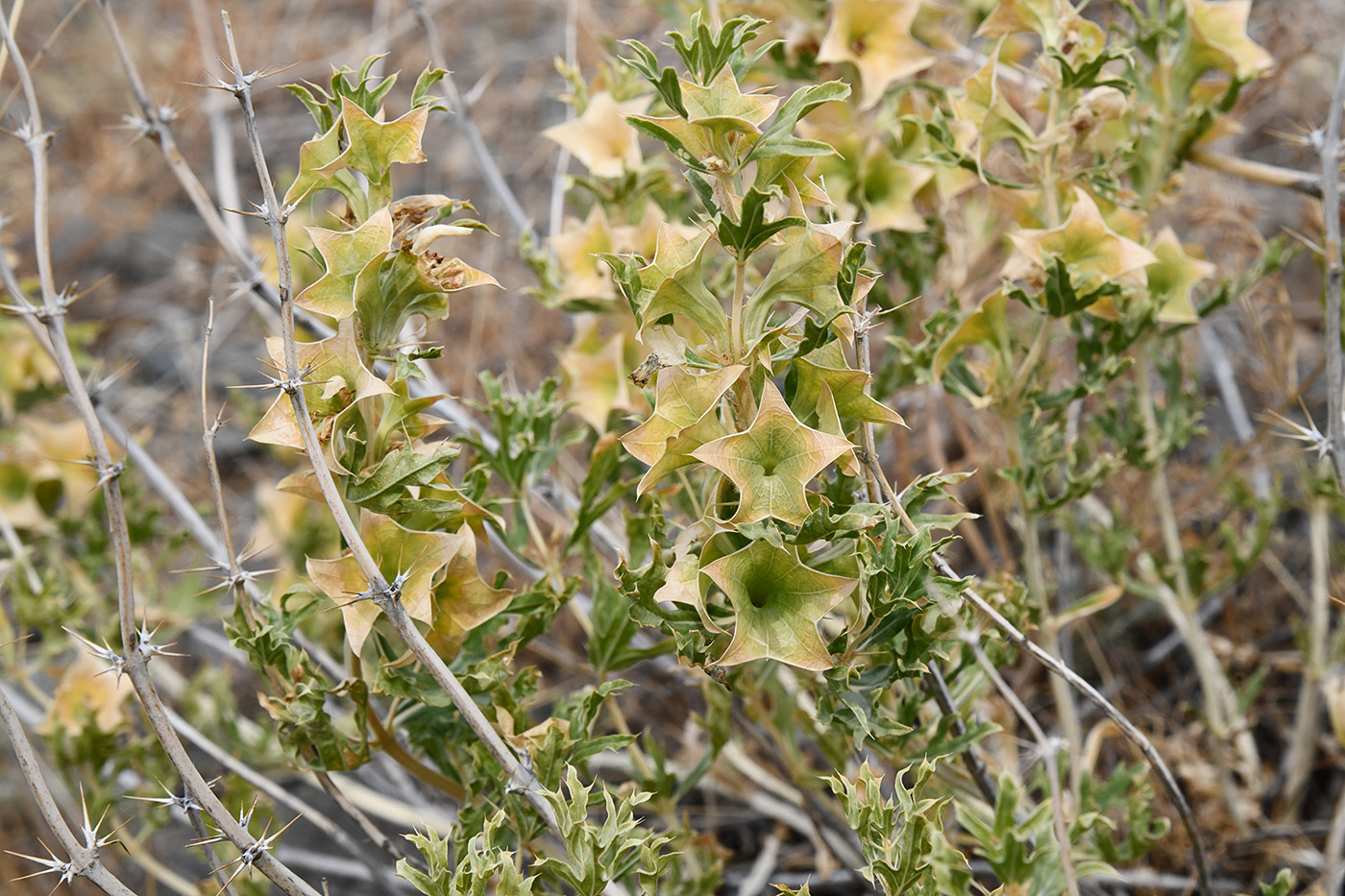 Image of Lagochilus platycalyx specimen.