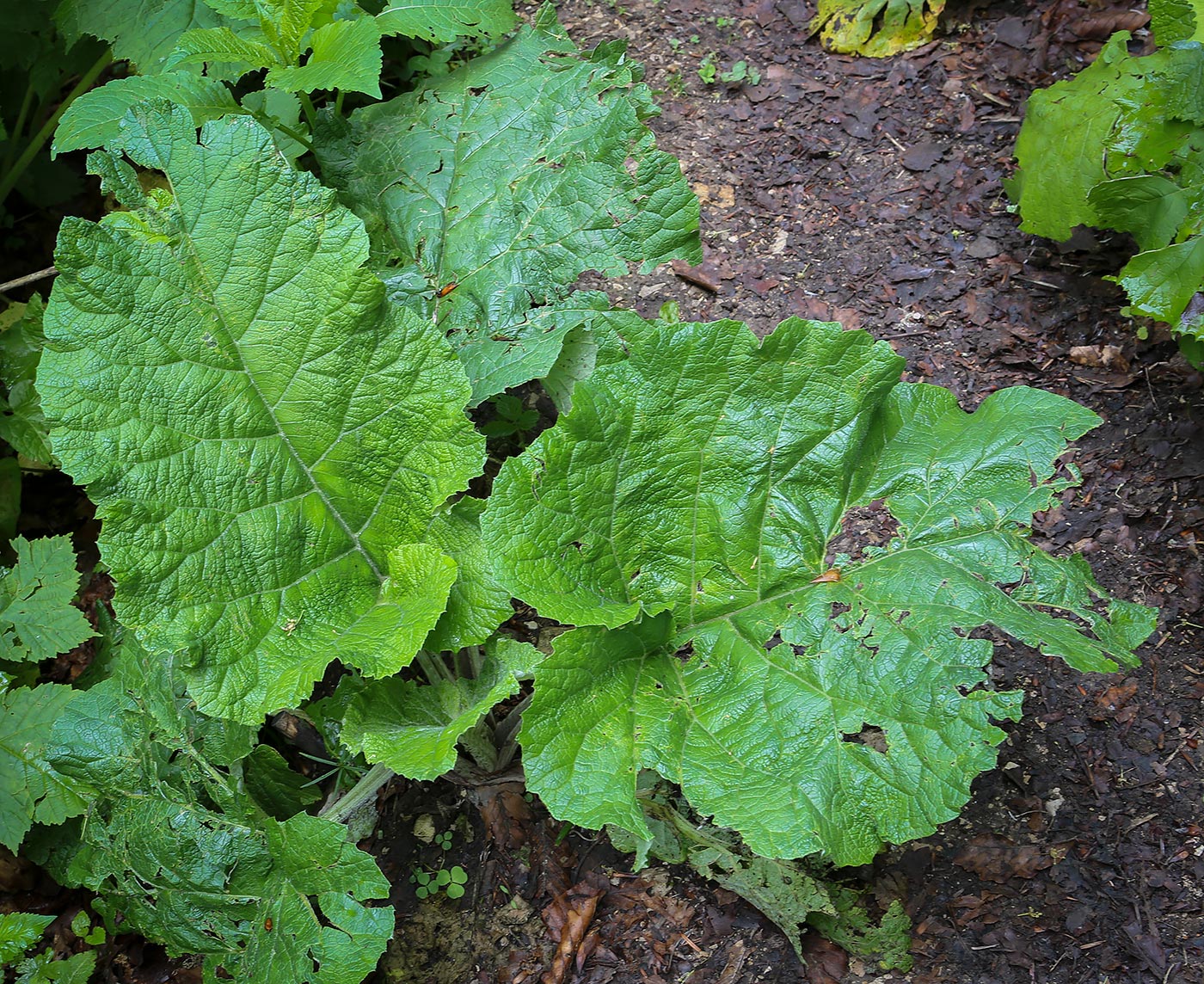 Image of Arctium nemorosum specimen.