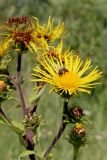 Inula helenium
