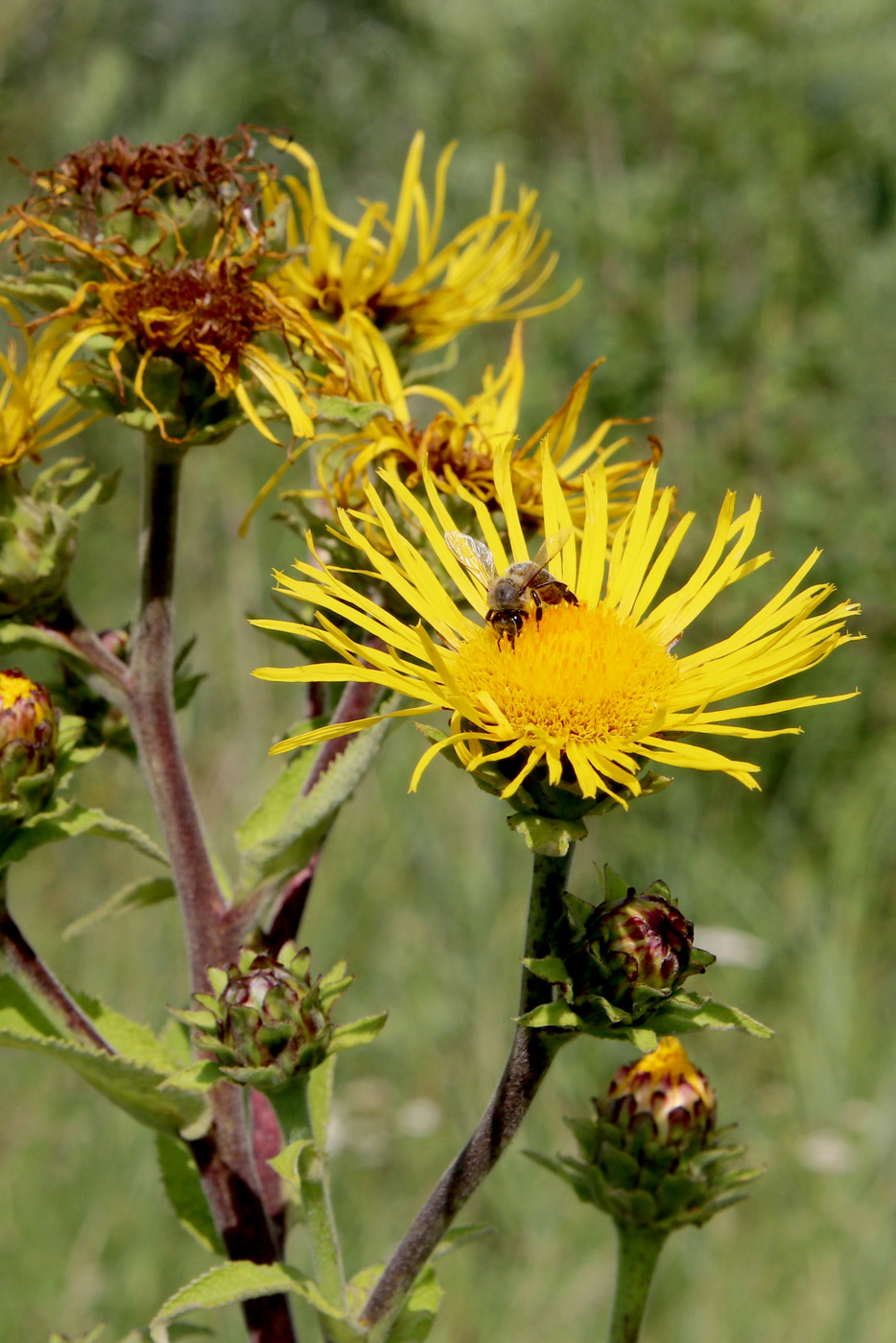 Image of Inula helenium specimen.