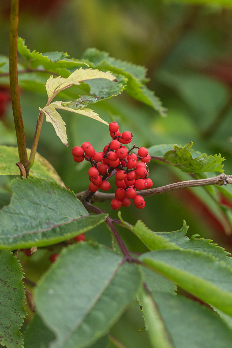 Image of Sambucus racemosa specimen.