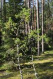 Juniperus communis. Верхушка угнетённого растения с поросшими лишайниками стволиками. Беларусь, Витебская обл., окр. дер. Сурмино, зеленомошный сосняк с елью и берёзой. 14.09.2025.