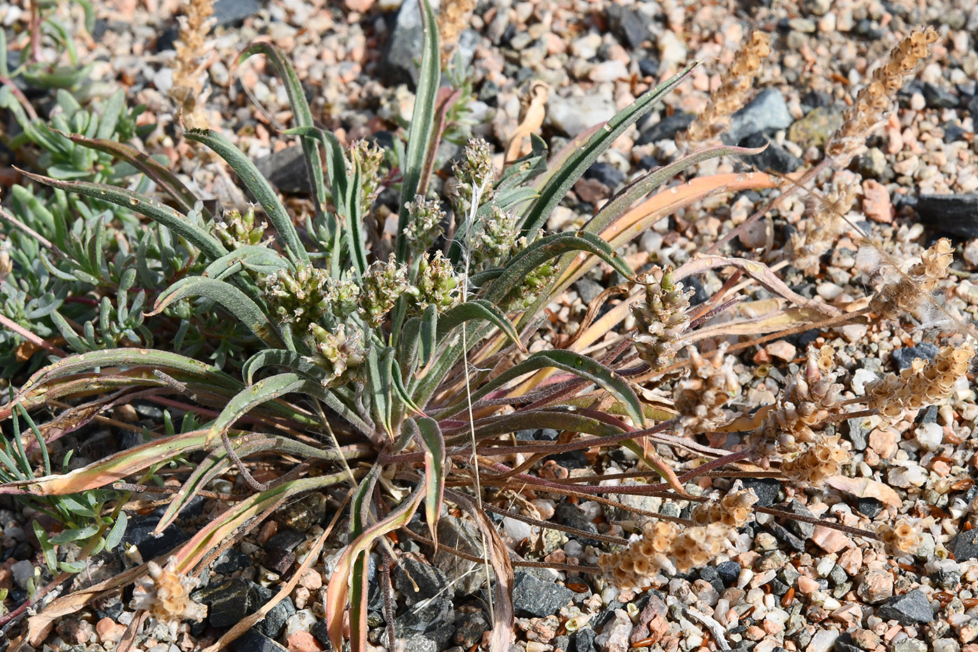 Изображение особи Plantago minuta.