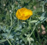 Glaucium flavum. Цветок и бутоны. Абхазия, Гагрский р-н, с. Лдзаа, обочина асфальтовой дороги. 15.06.2025.