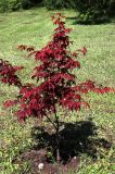 Acer japonicum. Молодое вегетирующее дерево. Белгородская обл., г. Белгород, Ботанический сад Белгородского государственного университета. 22 мая 2021 г.