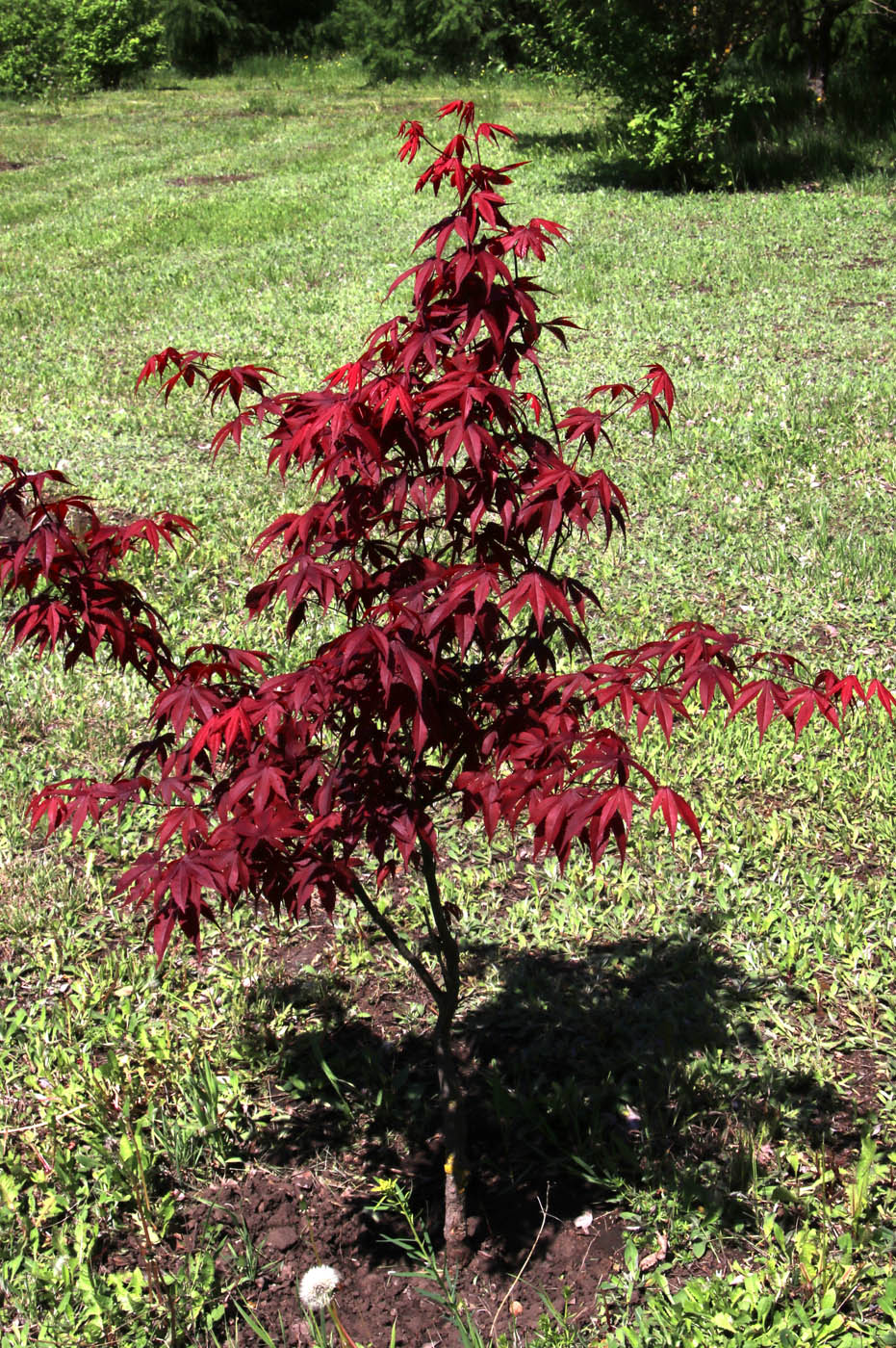 Image of Acer japonicum specimen.