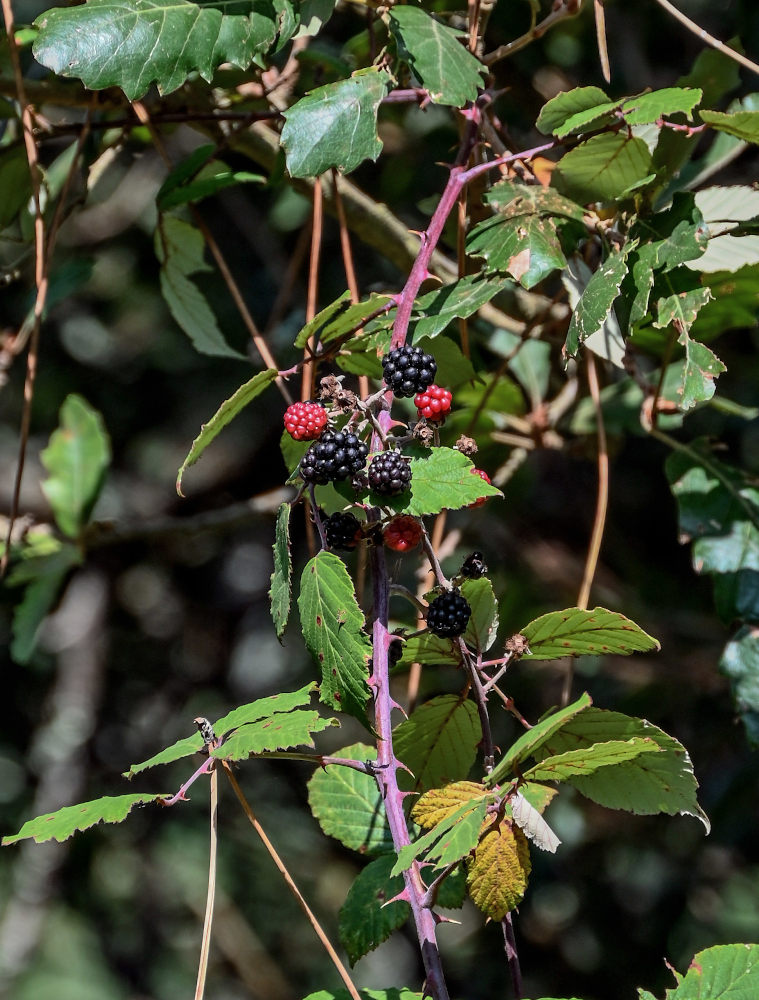 Image of Rubus ulmifolius specimen.