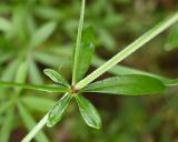 Galium rivale. Мутовка листьев с основаниями пазушных побегов. Тульская обл., Заокский р-н, Бутиково, обочина лесной дороги. 07.09.2025.