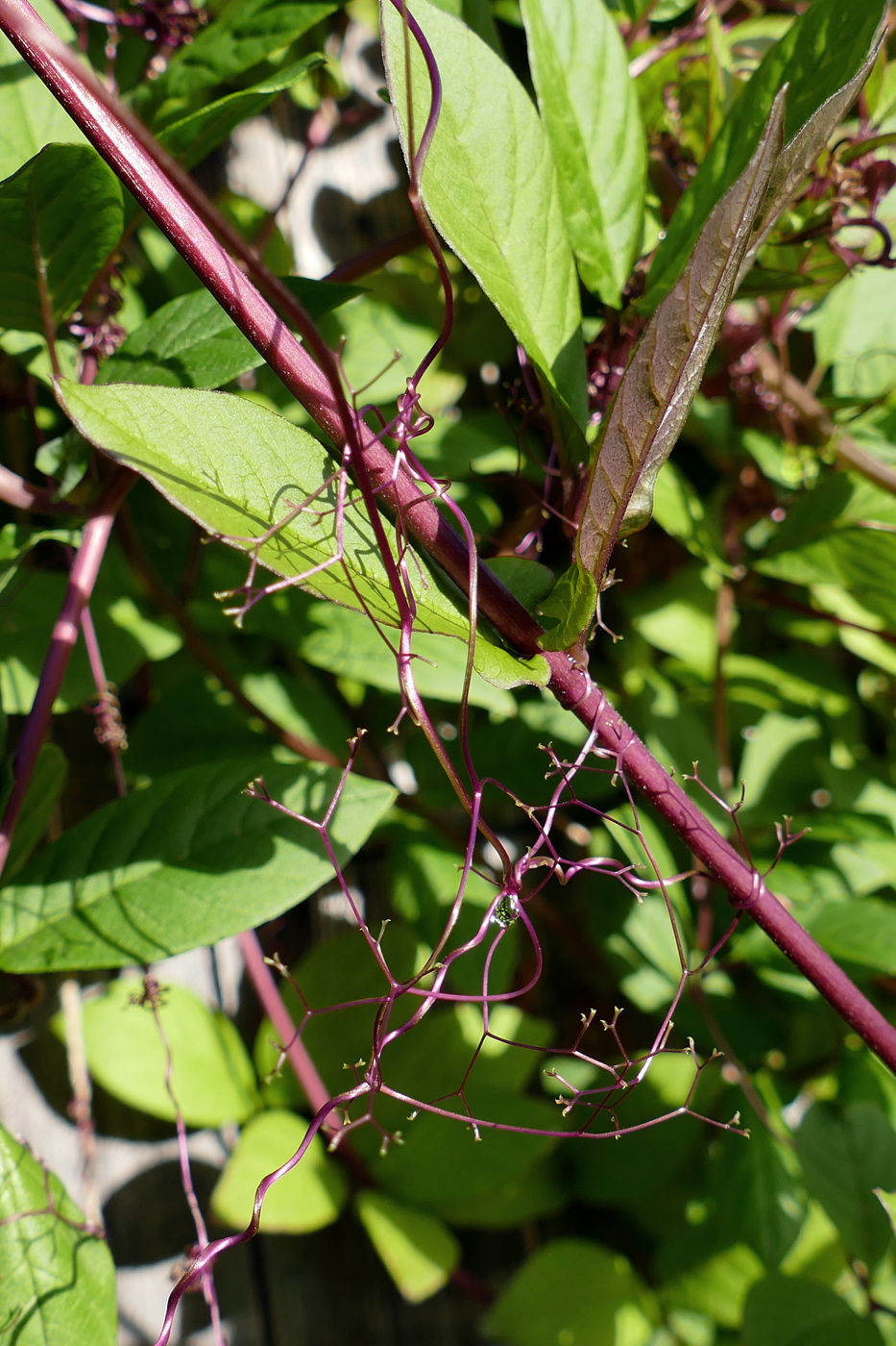 Изображение особи Cobaea scandens.