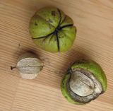 Изображение особи. Автор - Наталия Шевырева