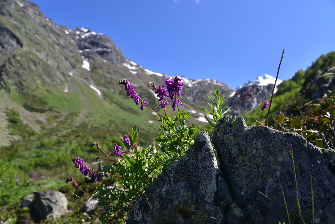 Изображение особи Hedysarum caucasicum.