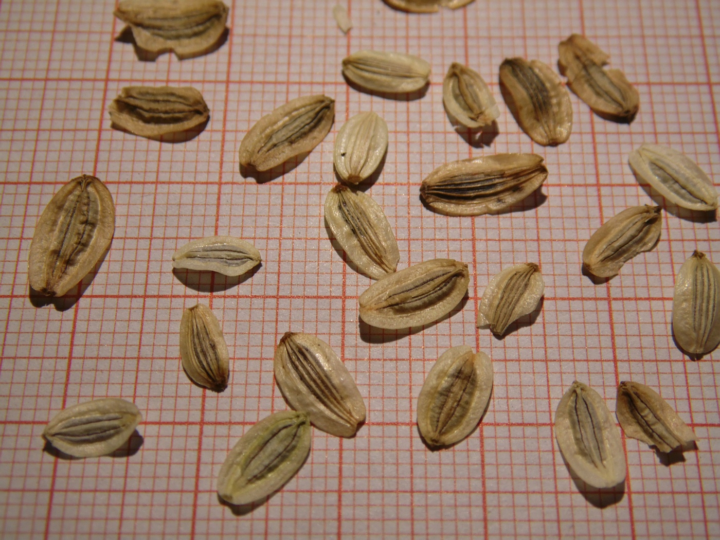 Image of genus Peucedanum specimen.