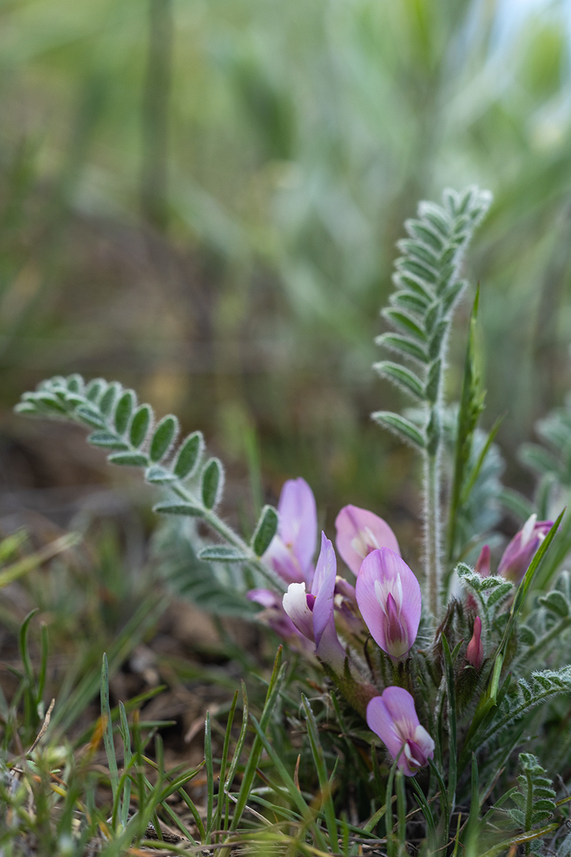 Image of genus Astragalus specimen.