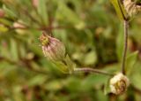 Melandrium astrachanicum. Незрелый плод. Астраханская обл., Наримановский р-н, окр. с. Николаевка, берег пересохшего ерика, луг. 01.05.2026.
