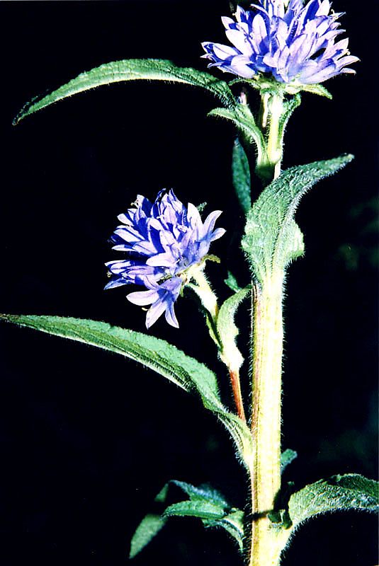 Image of Campanula cervicaria specimen.